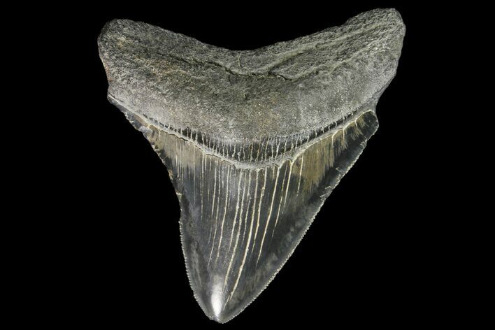 Fossil Megalodon Tooth - Georgia #138992